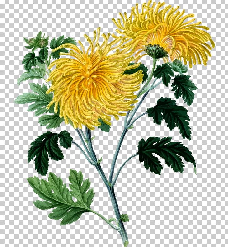 Chrysanthemum Botany Botanical Illustration Drawing PNG, Clipart, Annual Plant, Art, Benjamin Maund, Botany, Chrysanthemum Free PNG Download