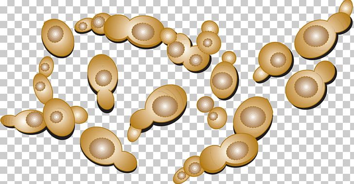 Yeast Microbiology Cell Protoplasm Science PNG, Clipart, Biology, Cell, Chemistry, Education Science, Fungus Free PNG Download