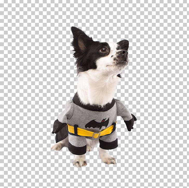 Dog Breed Batman Puppy Chihuahua Companion Dog PNG, Clipart, Batman, Batman Robin, Carnivoran, Chihuahua, Clothing Free PNG Download