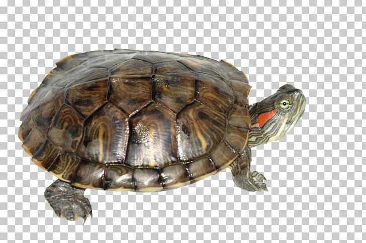Red-eared Slider Turtle Yellow-bellied Slider Reptile Pet PNG, Clipart, Animals, Box, Chelydridae, Emydidae, Painted Turtle Free PNG Download