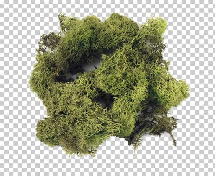Iceland Moss Green Color Gram PNG, Clipart, Art, Color, Department Store, Gram, Grass Free PNG Download
