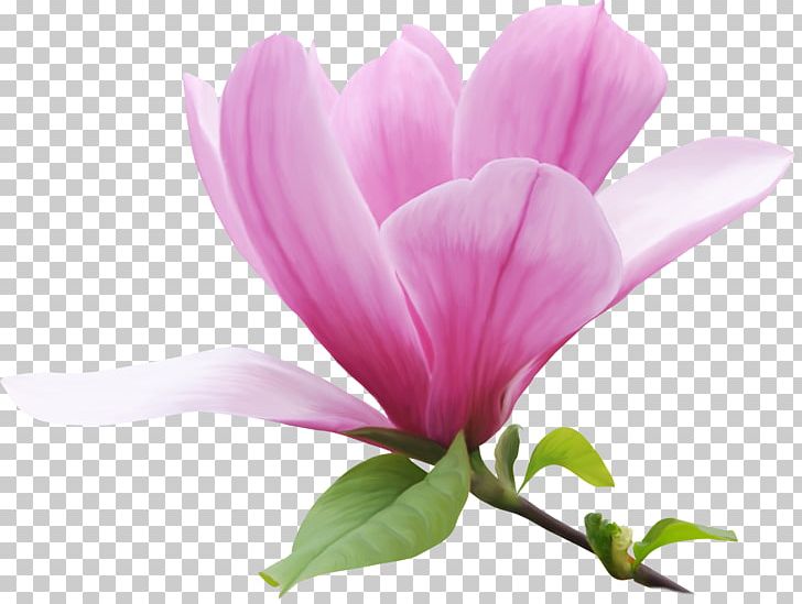 Lilac Close-up Plant Stem Herbaceous Plant PNG, Clipart, Blossom, Closeup, Flower, Flowering Plant, Herbaceous Plant Free PNG Download