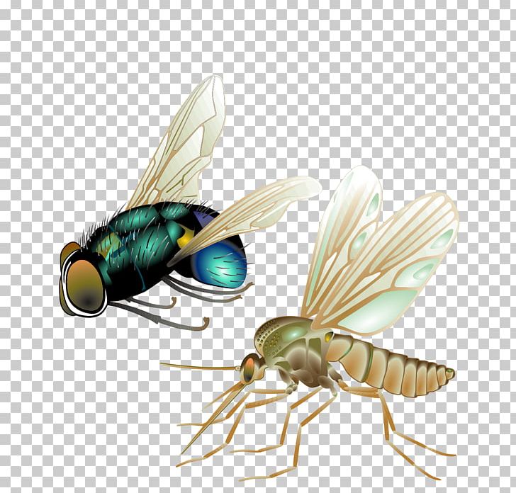 Mosquito Fly Insect PNG, Clipart, Animals, Encapsulated Postscript, Happy Birthday Vector Images, Honey Bee, Mosquito Coil Free PNG Download