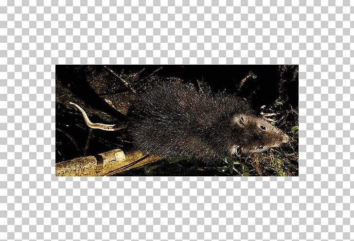 Mouse Common Opossum Muskrat Snout Porcupine PNG, Clipart, Animals, Common Opossum, Fauna, Mammal, Mouse Free PNG Download