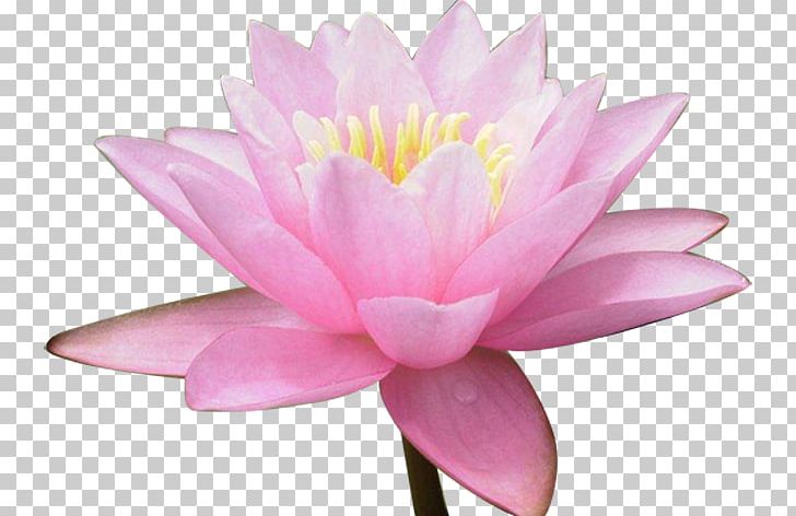 Nelumbo Nucifera Water Lily Flower PNG, Clipart, Aquatic Plant, Download, Flower, Flowering Plant, Image File Formats Free PNG Download