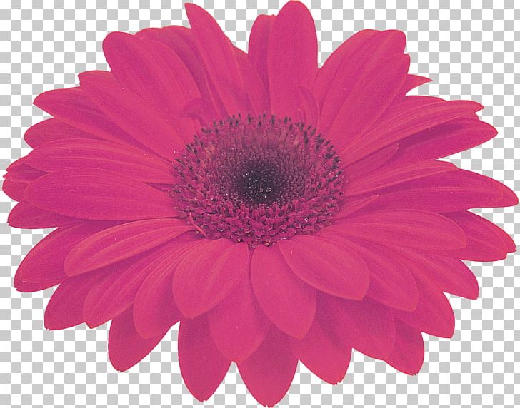 Transvaal Daisy Cut Flowers Yellow Magenta PNG, Clipart, Auglis, Chrysanthemum, Chrysanths, Color, Cut Flowers Free PNG Download