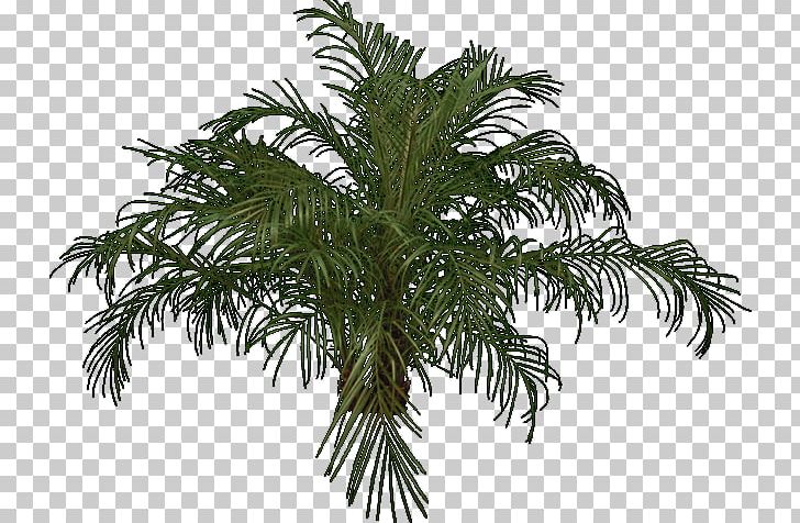Babassu Palm Trees Evergreen Fir PNG, Clipart, Architecture, Arecales, Attalea, Attalea Speciosa, Branch Free PNG Download