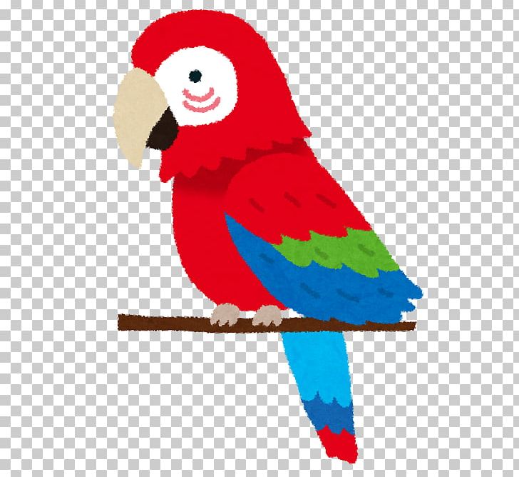 Bird Person Cockatoo Echolalia Parrots PNG, Clipart, Animals, Art, Beak, Bird, Child Free PNG Download