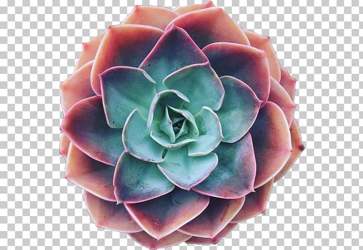 Cacti And Succulents Succulent Plant Cactus Molded Wax Agave Rosette PNG, Clipart, Agave, Blue, Cacti, Cacti And Succulents, Cactus Free PNG Download