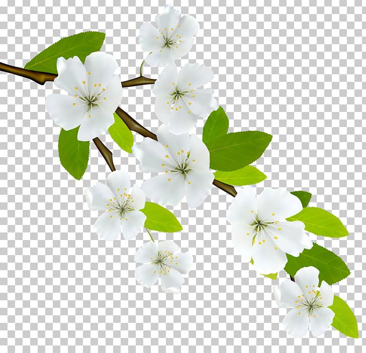 Flowering Dogwood Branch PNG, Clipart, Art White, Autumn, Blossom, Branch, Cherry Blossom Free PNG Download