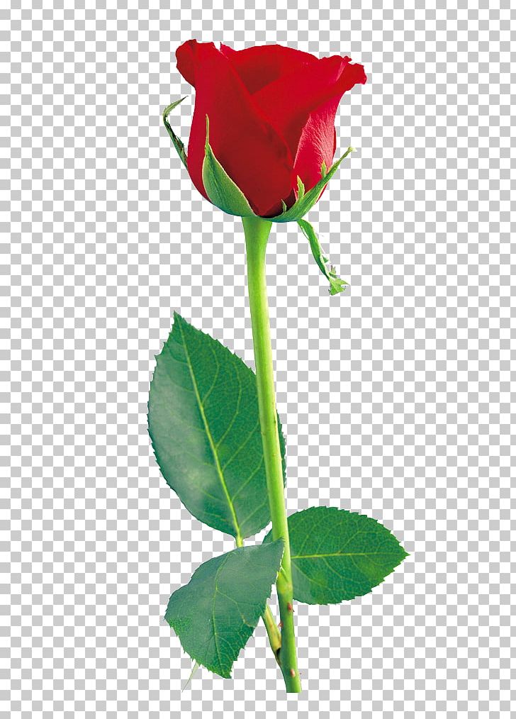 Rose PNG, Clipart, Bud, Clip Art, Cut Flowers, Display Resolution, Document Free PNG Download