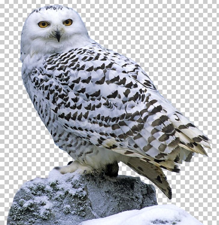 Snowy Owl Consumer Tundra Reindeer PNG, Clipart, Animal, Animals, Arctic, Beak, Bird Free PNG Download