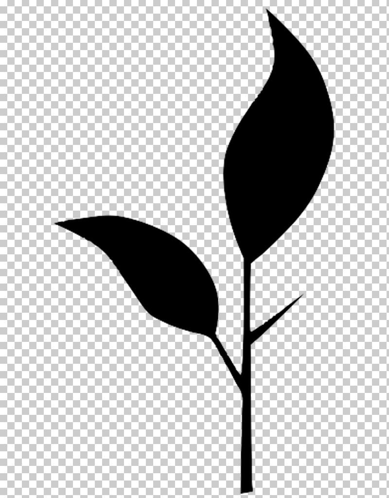 Leaf Black-and-white Plant Flower Anthurium PNG, Clipart, Anthurium, Arum Family, Blackandwhite, Flower, Leaf Free PNG Download