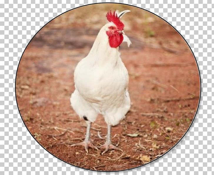 Leghorn Chicken Broiler Poultry Farming Rooster Hen PNG, Clipart, Bantam, Beak, Bird, Broiler, Capon Free PNG Download