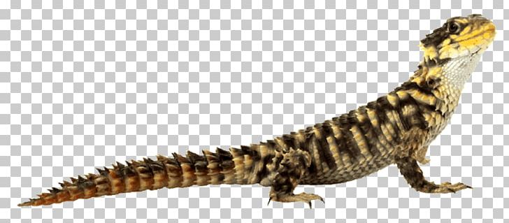 Lizard Desktop PNG, Clipart, Agamidae, Animal Figure, Armadillo Girdled Lizard, Computer Icons, Cordylus Free PNG Download