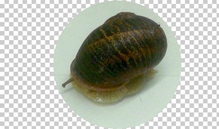 Lymnaeidae Schnecken Clam Sea Snail Slug PNG, Clipart, Animals, Asimetric, Clam, Clams Oysters Mussels And Scallops, Escargot Free PNG Download