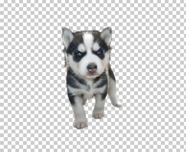 Miniature Siberian Husky Canadian Eskimo Dog Seppala Siberian Sleddog Sakhalin Husky PNG, Clipart, Animal, Animals, Canidae, Carnivoran, Dog Breed Free PNG Download