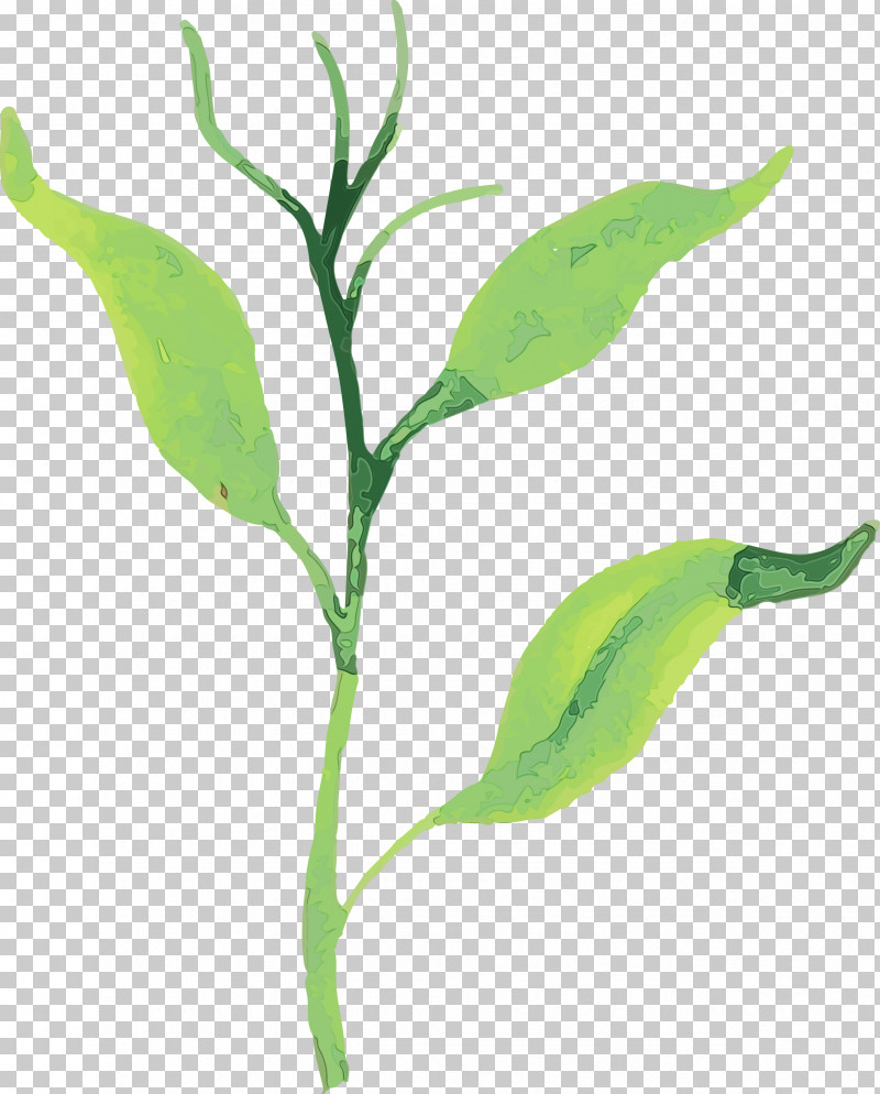 Leaf Plant Stem Plants Science Biology PNG, Clipart, Biology, Leaf, Paint, Plants, Plant Stem Free PNG Download