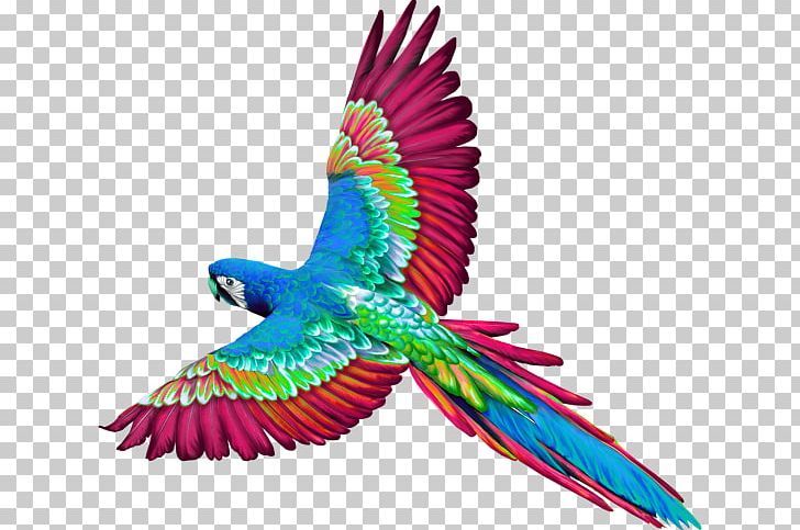 Birds Of Belize Parrot Perroquet PNG, Clipart, Animals, Bird, Blog, Color, Common Pet Parakeet Free PNG Download