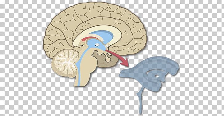 Brain Ventricular System Interventricular Foramina Central Canal Lateral Ventricles PNG, Clipart, Anatomy, Brain, Central Canal, Central Nervous System, Cerebrospinal Fluid Free PNG Download