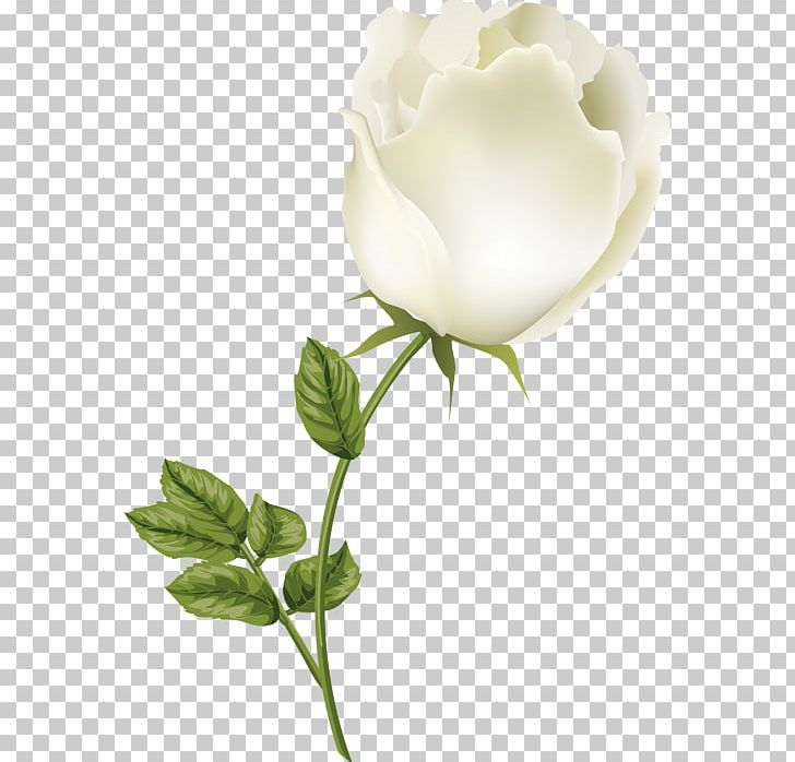 Garden Roses Centifolia Roses Cut Flowers Still Life Photography Bud PNG, Clipart, Bud, Centifolia Roses, Cute, Cut Flowers, Flower Free PNG Download