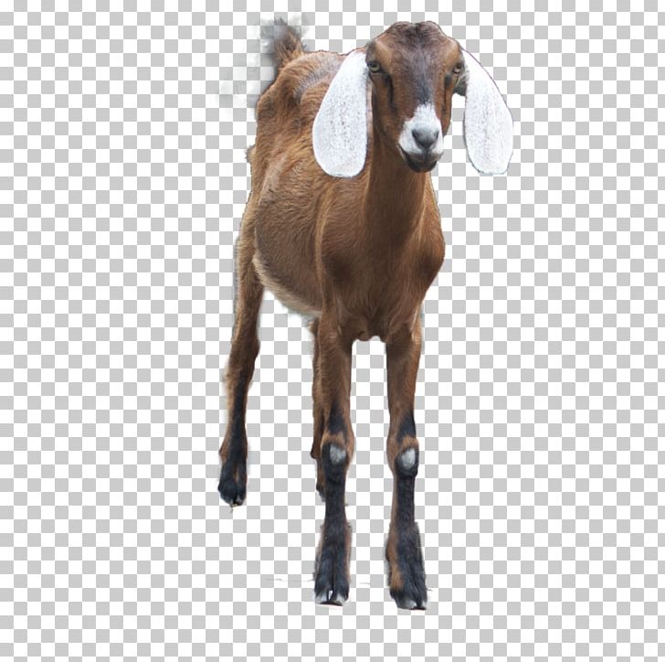 Goat PNG, Clipart, Goat Free PNG Download