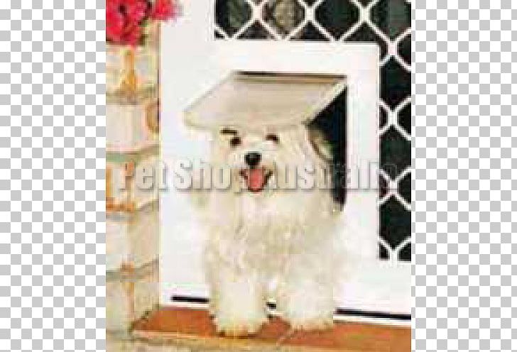 Maltese Dog Havanese Dog Coton De Tulear Cat West Highland White Terrier PNG, Clipart, Carnivoran, Companion Dog, Coton De Tulear, Dog, Dog Breed Free PNG Download