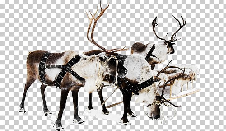 Reindeer Santa Claus Christmas Decoration Christmas Ornament PNG, Clipart, Antler, Cartoon, Christmas, Christmas Decoration, Christmas Ornament Free PNG Download