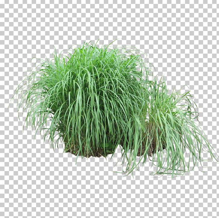 Shrub Grasses Plant Tree PNG, Clipart, Barberry, Beaches, Commodity, Food Drinks, Fountain Grass Free PNG Download
