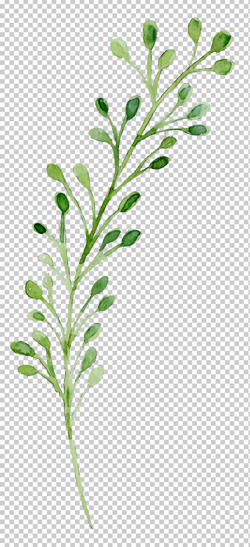 Leaf Plant Stem Herbal Medicine Twig Leaf Vegetable PNG, Clipart, Flower, Grasses, Herb, Herbal Medicine, Leaf Free PNG Download