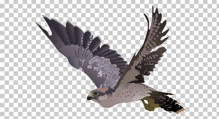 Falcon Hawk PNG, Clipart, Accipitriformes, Animals, Beak, Bird, Bird Of Prey Free PNG Download