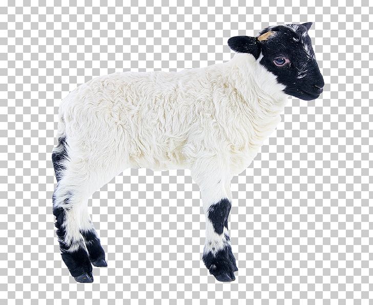Sheep Agneau Lamb And Mutton PNG, Clipart, Agneau, Animals, Cattle, Colora, Cow Goat Family Free PNG Download