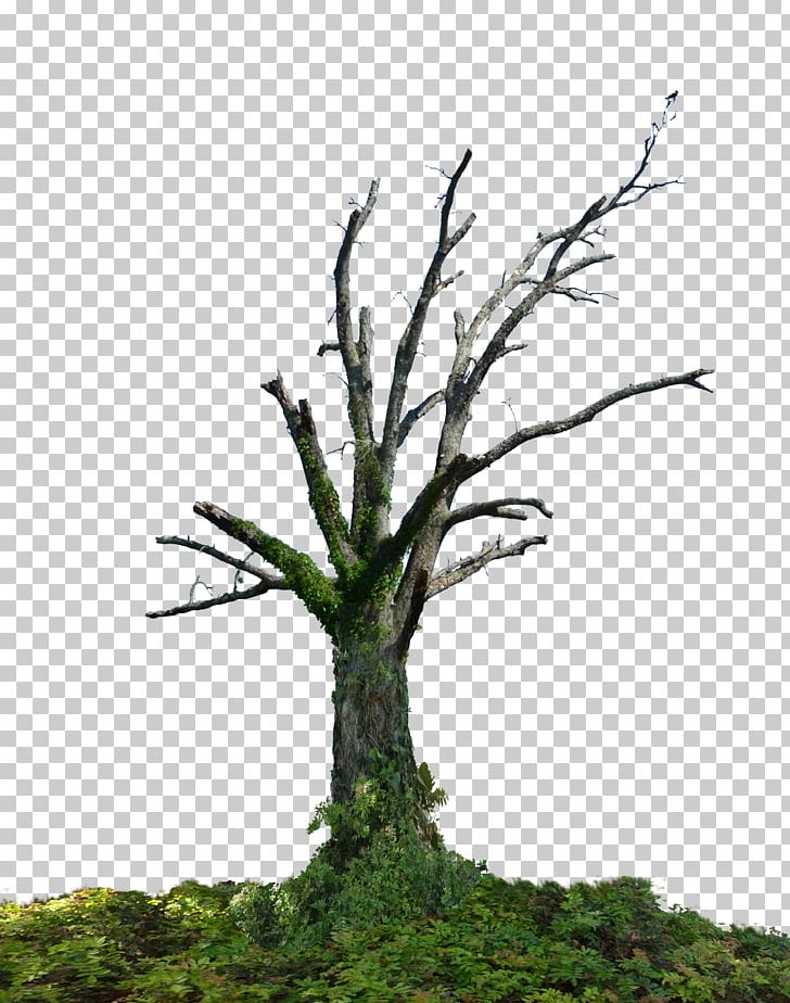 Tree Branch Root Trunk PNG, Clipart, Branch, Car Trunk, Deciduous, Grass, Houseplant Free PNG Download