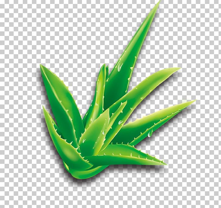 Aloe Vera Cartoon Plant PNG, Clipart, Agave, Aloe, Aloe Plant, Aloe Vera, Aloe Vera Crush Free PNG Download