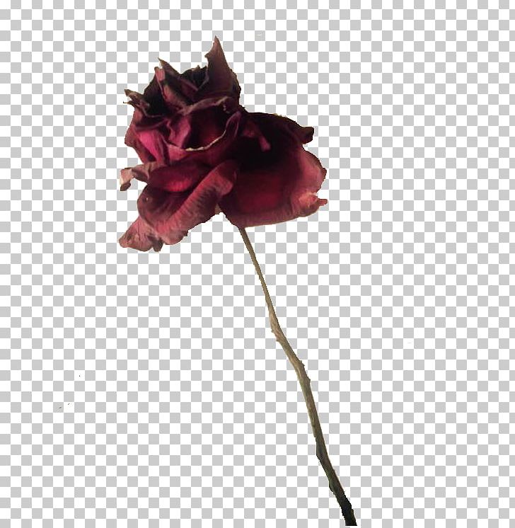 Black Rose Poster PNG, Clipart, Artificial Flower, Black, Break, Christmas Decoration, Death Rose Free PNG Download