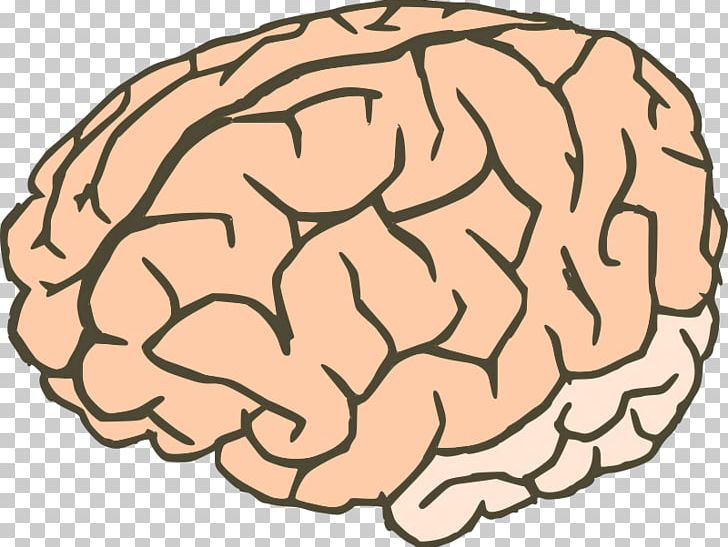 Brain PNG, Clipart, Area, Brain, Computer Icons, Human Body, Human Brain Free PNG Download