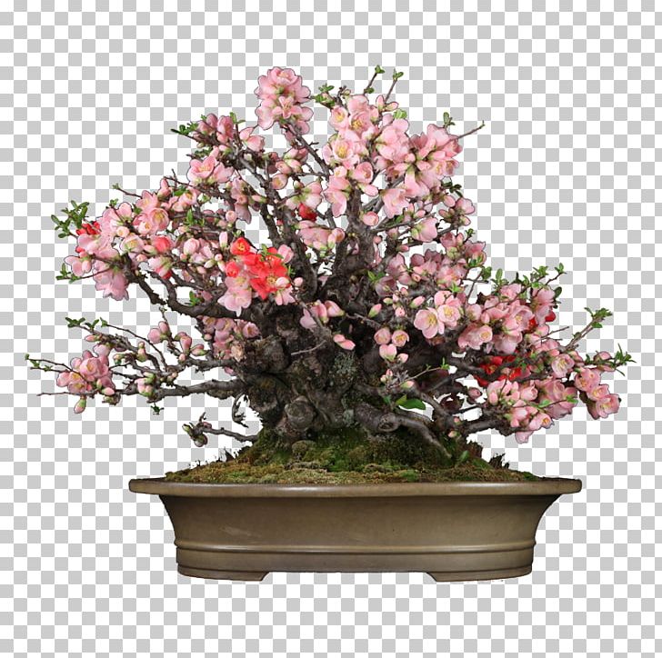 Chinese Sweet Plum Bonsai Flowerpot Lichun Chinese Quince PNG, Clipart, Blossom, Bonsai, Chinese Quince, Cut Flowers, Flower Free PNG Download