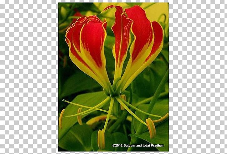 Daylily Wildflower Herbaceous Plant Lily M PNG, Clipart, Daylily, Flower, Flowering Plant, Herbaceous Plant, Lily Free PNG Download