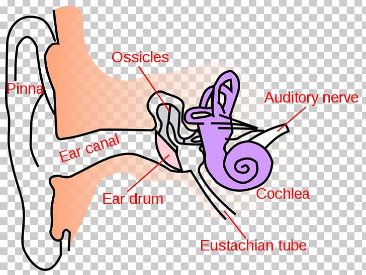 Ear Canal Outer Ear Earwax Middle Ear PNG, Clipart, Angle, Area, Arm, Audio, Auricle Free PNG Download