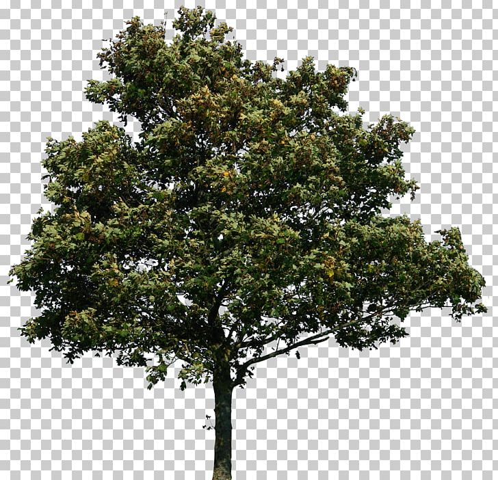 Tree Drawing Computer Icons PNG, Clipart, Architecture, Branch, Computer Icons, Download, Drawing Free PNG Download