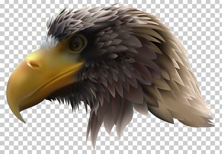Bald Eagle Illustration PNG, Clipart, Accipitriformes, Animal, Animals, Beak, Bird Free PNG Download