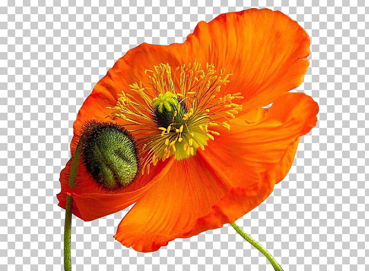 Common Poppy Flower PNG, Clipart, Annual Plant, Cartoon, Common Poppy, Coquelicot, Drawing Free PNG Download