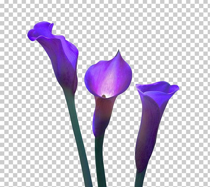 Cut Flowers Violet Plant Calla PNG, Clipart, Calla, Cicek, Cicek Resimleri, Crocus, Cut Flowers Free PNG Download