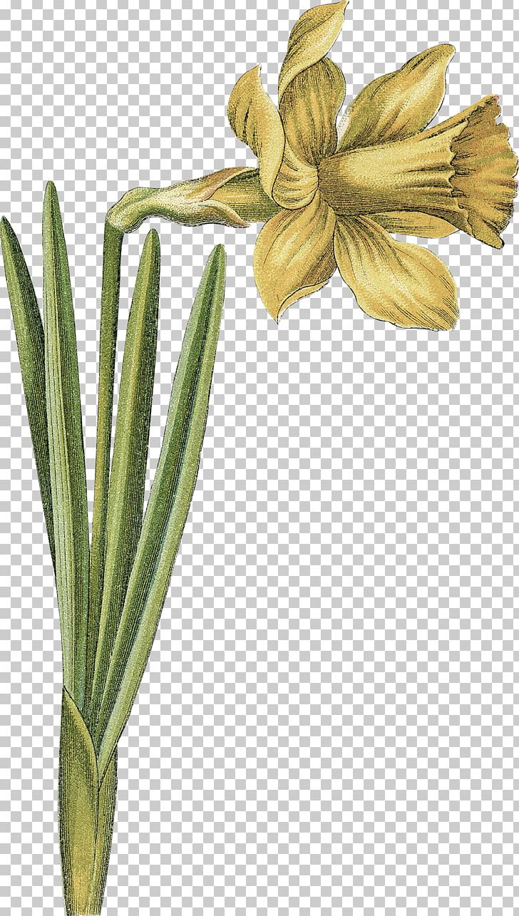 Daffodil Bulb Illustration Narcissus PNG, Clipart, Art, Book, Botanical Illustration, Bulb, Commodity Free PNG Download