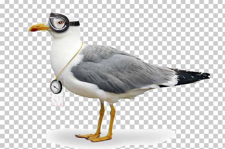 Gulls Bird Control Columbidae Sparrow PNG, Clipart, Animals, Beak, Bird, Bird And Fish, Bird Control Free PNG Download