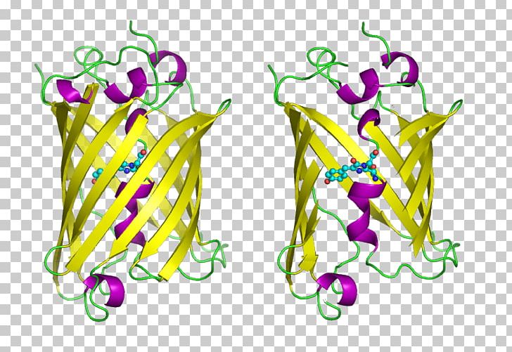 Jellyfish Green Fluorescent Protein Aequorea Victoria Fluorescence PNG, Clipart, Aequorea Victoria, Alpha Helix, Area, Art, Artwork Free PNG Download