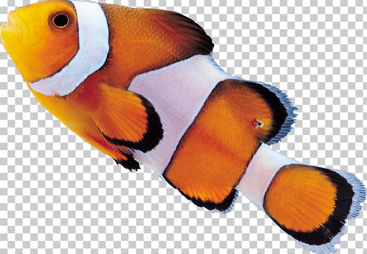 Clownfish Drawing PNG, Clipart, Animals, Beak, Clownfish, Computer Icons, Drawing Free PNG Download