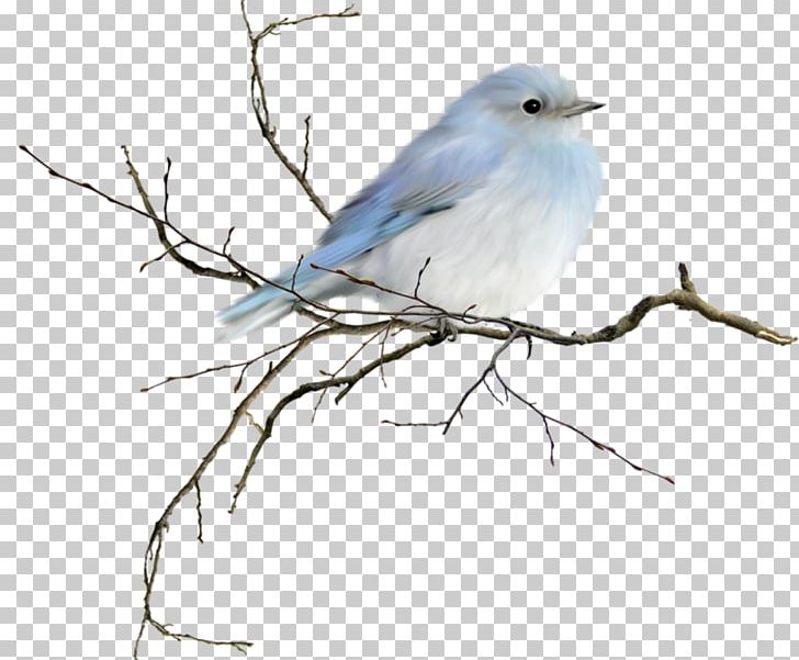 Iced Tea Coffee Bird Sweet Tea PNG, Clipart, 1080p, Beak, Bird, Bluebird, Branch Free PNG Download