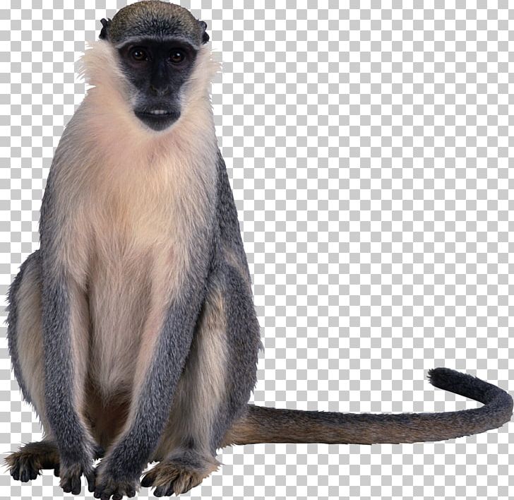 Macaque Primate Old World Monkeys PNG, Clipart,  Free PNG Download