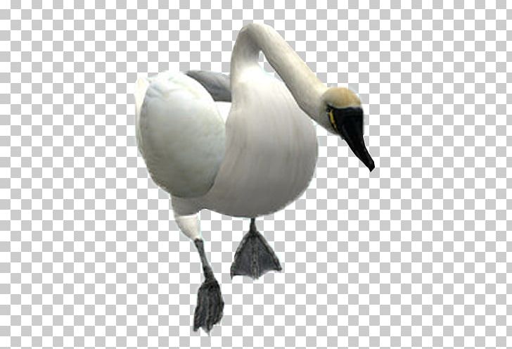 Mute Swan Bird Goose PNG, Clipart, 3d Computer Graphics, Animals, Beak, Bird, Canadian Goose Free PNG Download